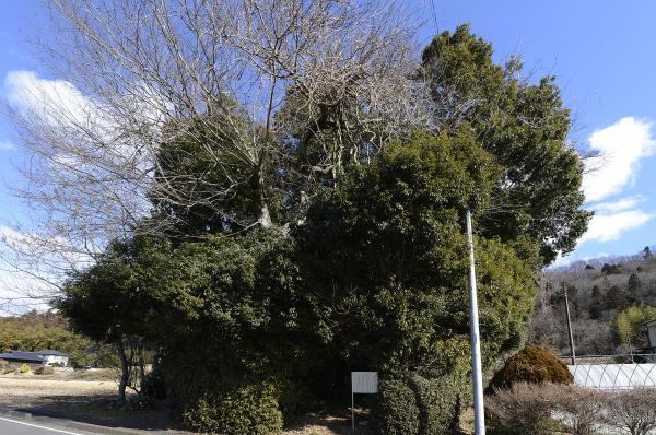 稲積城址の祠叢に関するページ