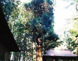 諏訪神社のコウヤマキに関するページ