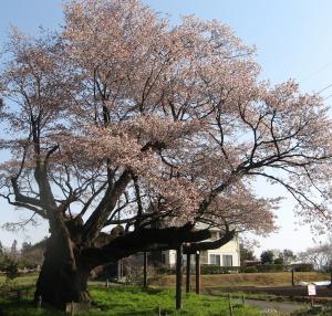 西山辰街道の大桜に関するページ