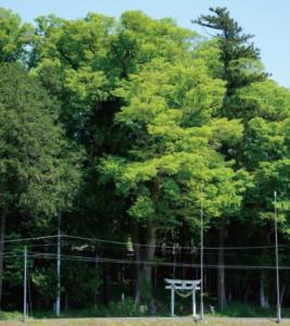 高尾神社のケヤキに関するページ