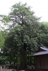 太平寺のカヤに関するページ