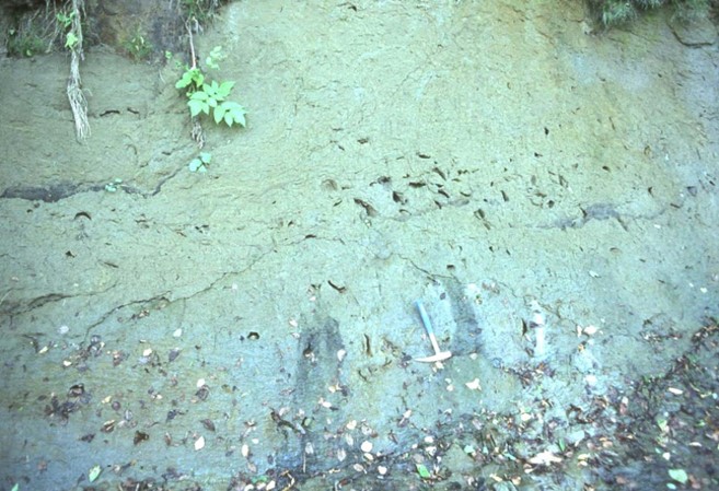 田野倉層の化石に関するページ
