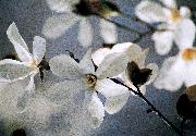 「市の花　こぶし」の画像 