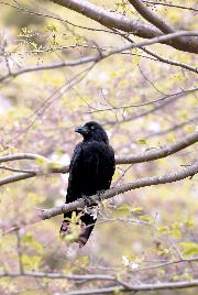 「市の鳥　からす」の画像