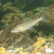 「市の魚　あゆ」の画像
