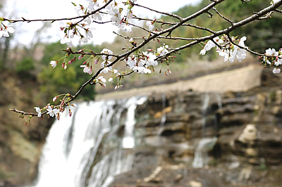 「桜と龍門の滝」の画像