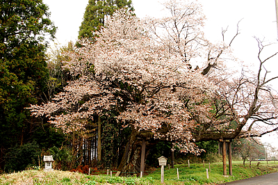 「西山辰道大桜」の画像