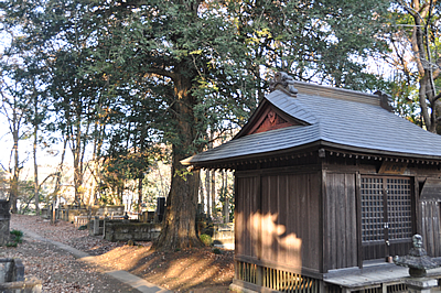 「太平寺のカヤ」の写真