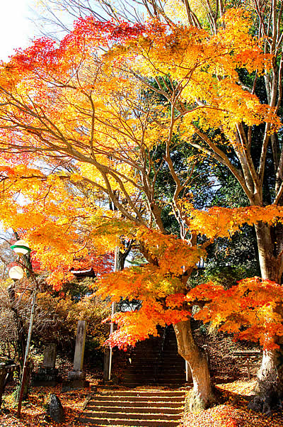 「太平寺の紅葉1」の写真