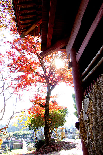 「太平寺の紅葉2」の写真