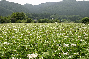 サンプル画像