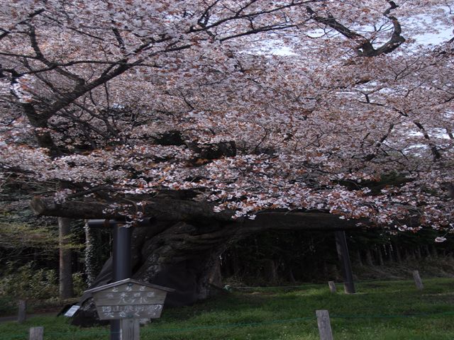 西山辰街道の大桜 那須烏山市公式ホームページ