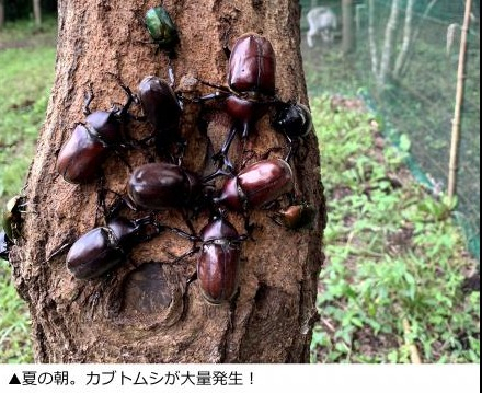 かぶとむしが大量発生2
