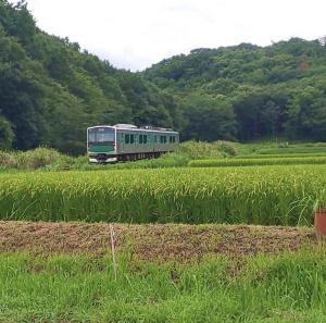 石崎さん田んぼ