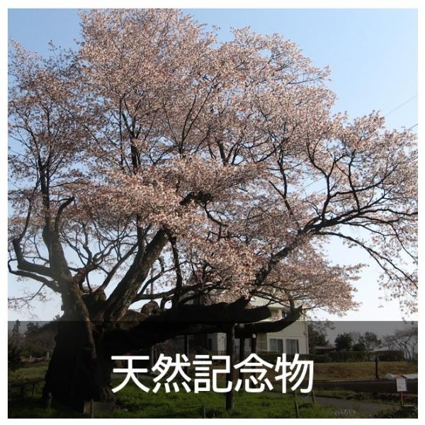 天然記念物バナー