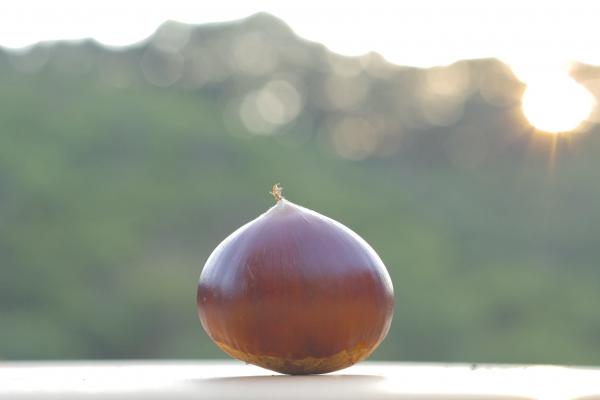 那須栗