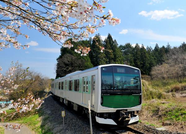 アキュム　桜