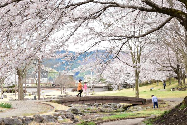 桜と龍門の滝