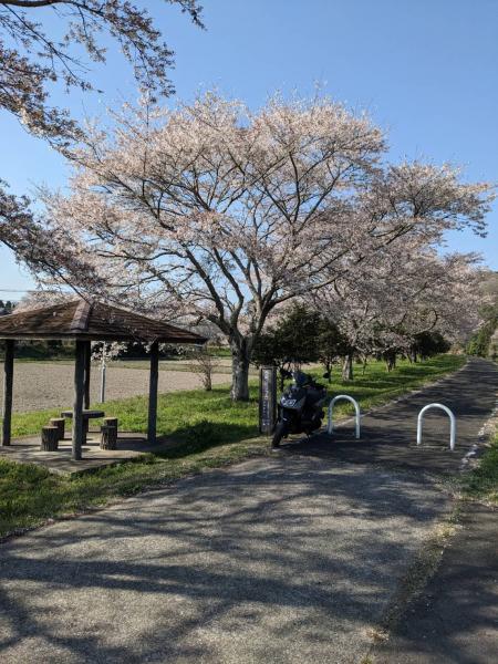 大金ウォーキングトレイル　桜