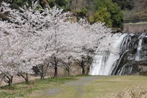 桜×龍門の滝