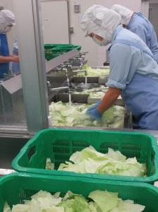 食材洗浄1