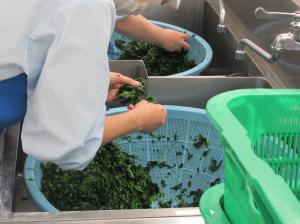 食材洗浄2