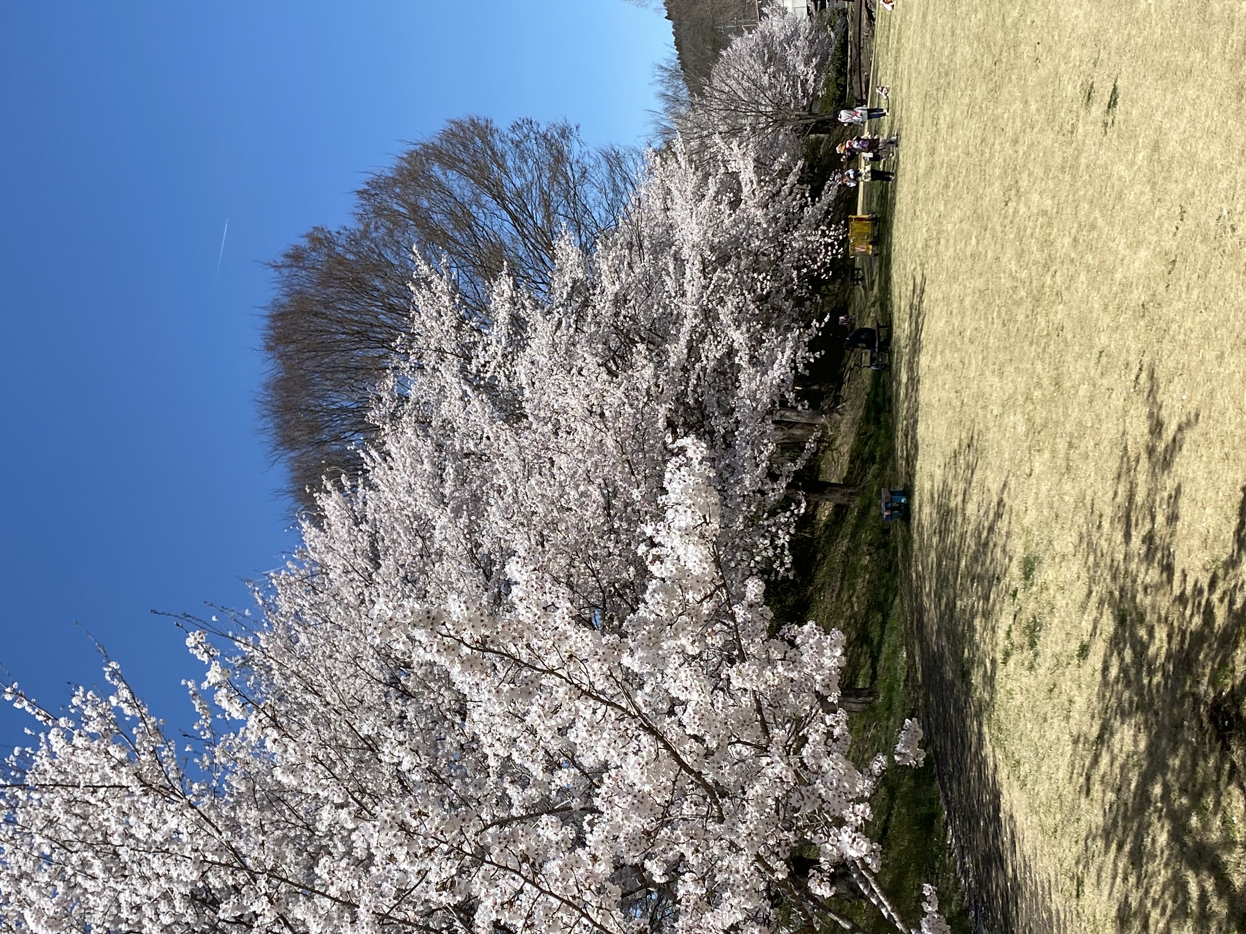 清水川せせらぎ公園桜1