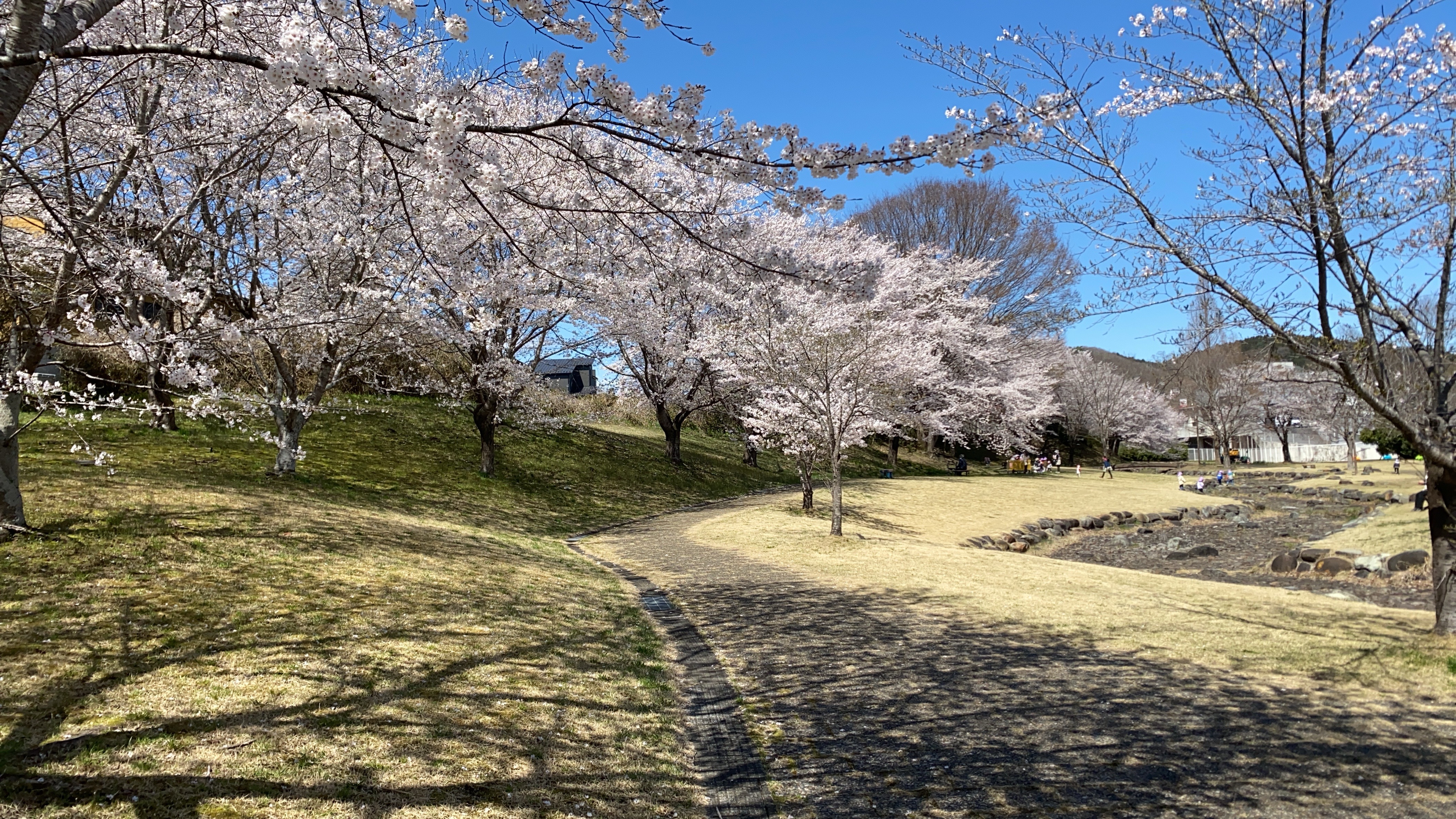 清水川せせらぎ公園桜2