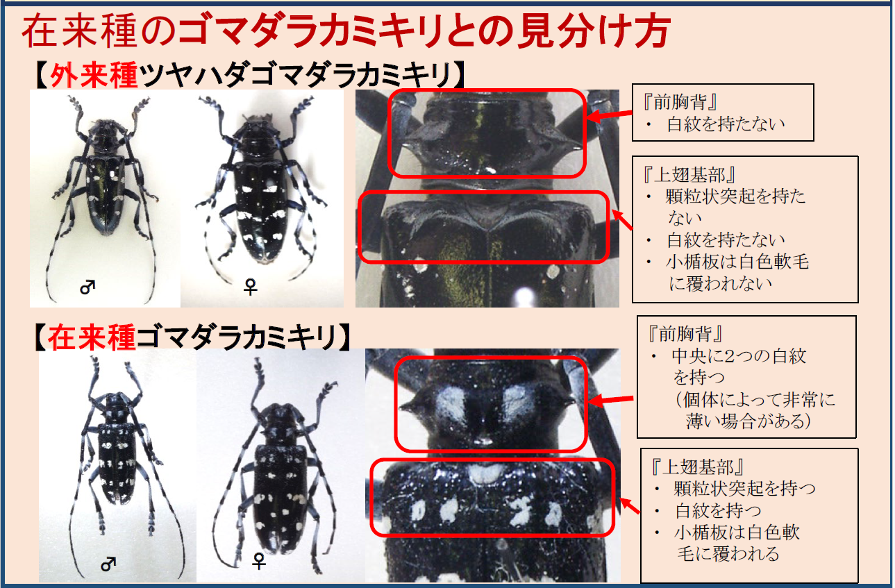 ツヤハダゴマダラカミキリ