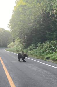 令和8年7月8日クマ誤報